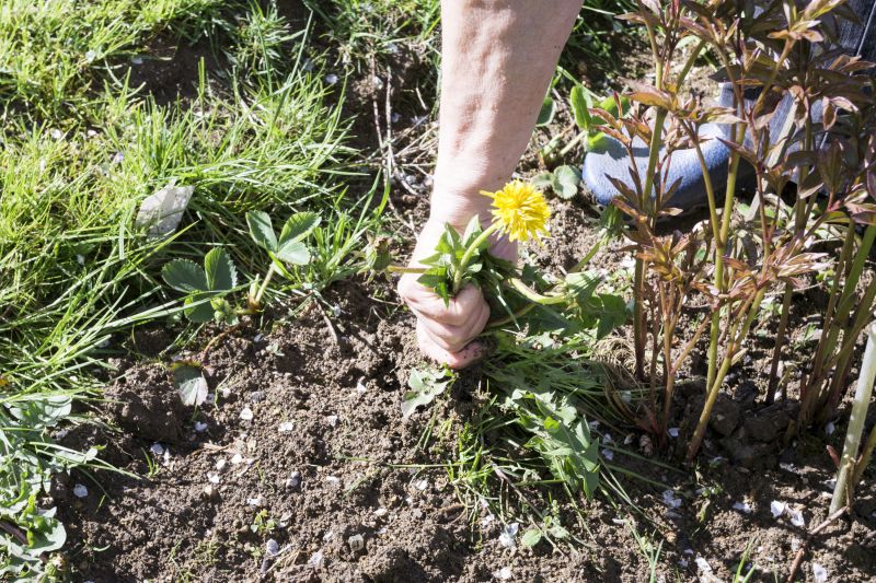 Weed Picking Service