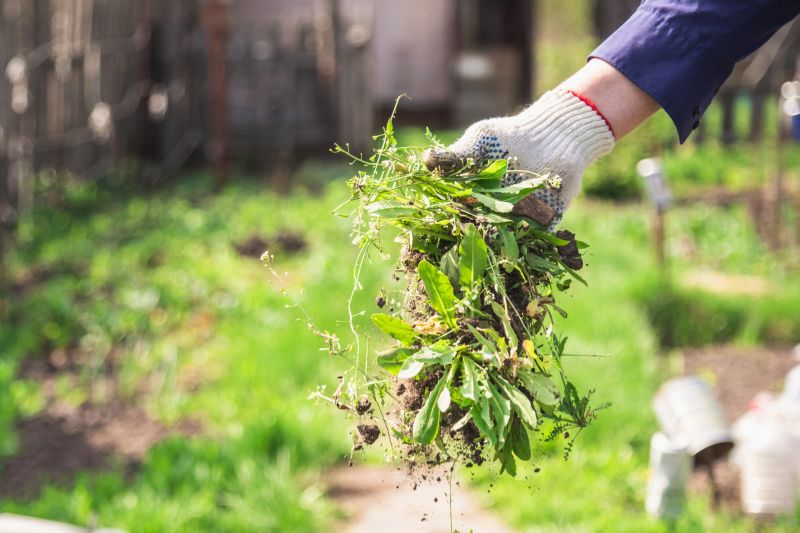 Weed Picking Service