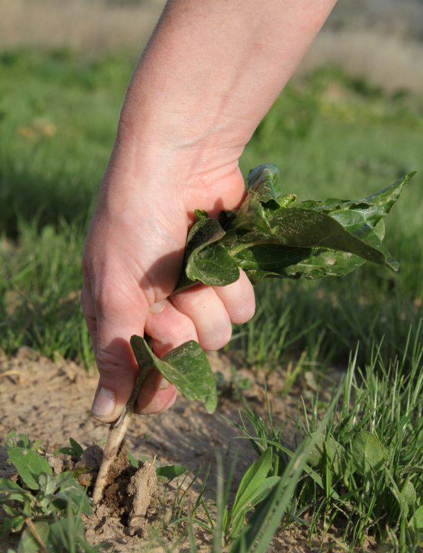 Team Performing Weed Picking