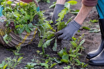 Weed Picking in Early Spring